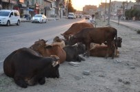 BAŞVERIMLI - Silopi'de Başıboş Hayvanlar İçin Çiftlik