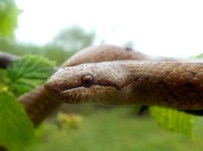 LENF - 'Her Yılan Isırığı Ciddiye Alınmalı'