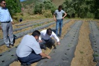 SEDAT İNCİ - Hizan'da Çilek Yetiştiriciliği Yaygınlaştırılacak