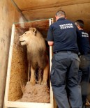 KAPIKULE SINIR KAPISI - İçi Doldurulmuş Arslana Gümrükte El Konuldu