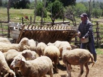 EMEKLİ MEMUR - Okuduğu Romanla Hayatı Değişti, Çoban Olmaya Karar Verdi