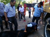 KARAHÜYÜK - Su Kuyusuna Düşen Boğa Kurtarıldı