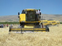 MURAT DURMAZ - Tohumluk Arpa Ve Buğday Hasadı Başladı