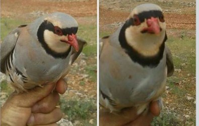 Yakaladığı Kekliği Satmaya Kalkınca...