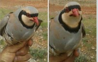 Yakaladığı Kekliği Satmaya Kalkınca...