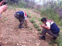 Zeytin Bahçesinde Uyuşturucu Yetiştirdi