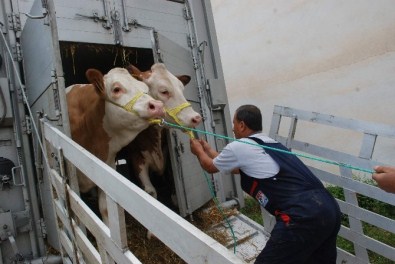 Avusturya'dan Tokat'a 275 Adet Gebe Düve İthal Edildi