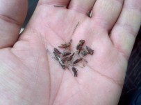 DUMANLı  - Beyşehir'de Çekirge İle Mücadele Çalışmaları