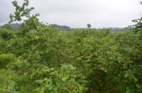 MANTAR HASTALIĞI - Fındık Üreticisinin Yaz Yağmuru Endişesi