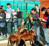 ÇAKAL - Giresun Hayvanat Bahçesi Ziyaretçilerini Bekliyor