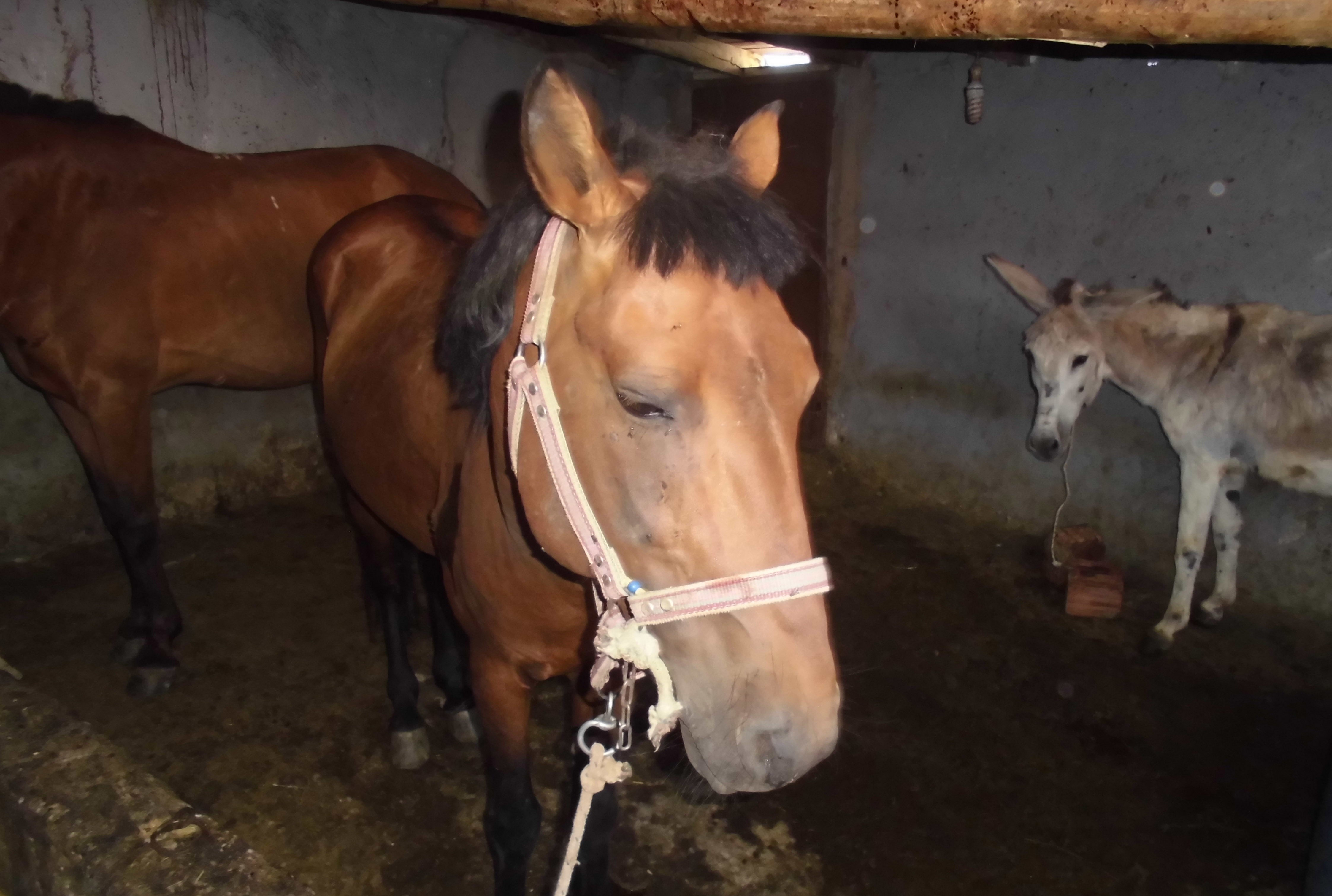 Piyasaya sürülmeye hazır yarım ton at eti bulundu