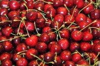 YALÇıN SEZGIN - 4. Akşehir Kirazı Kültür Ve Sanat Festivali Yapıldı