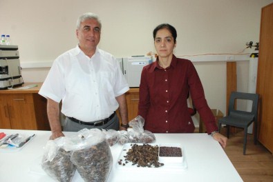 Astım Hastaları İçin Keçiboynuzundan Bisküvi Ürettiler