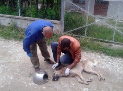 Bolu'da köpeğe çin işkencesi