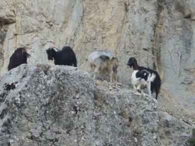 Kahramanmaraş'ta Keçi Kurtarma Operasyonu