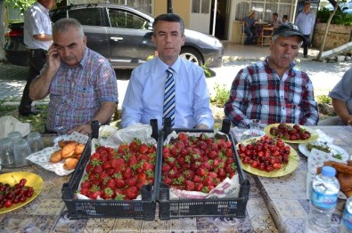 Kırkağaç'ta Yılın İlk Çileği Hasat Edildi
