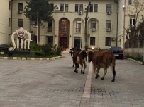 BÜYÜKBAŞ HAYVANLAR - Siirt'te Büyükbaş Hayvanların Gezinmesi