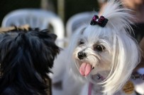 ÇOBAN KÖPEĞİ - 'Ulusal Köpek Irk Standartları Yarışması'