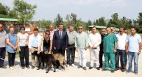 SAĞLIK KARNESİ - Sokak Köpeklerine Mikroçipli Takip