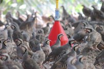 TAVUK ÜRETİMİ - Keklik Üretiminde Rekora Koşuyor