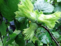 Samsun'un 2015 Yılı Fındık Rekolte Tahmini 100 Bin Ton