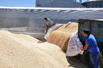 TMO, Sezonun İlk Ürününü Aldı