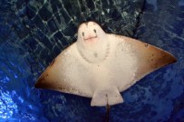 DEV AKVARYUM - Akvaryumun 'Dördüz' Annesi