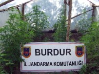 KOCAALILER - Burdur'da 63 Kök Kenevir Bitkisi Ele Geçirildi