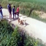 KÖPEK DÖVÜŞÜ - Denizli'de Köpek Dövüştürenlere 15 Bin Lira Ceza