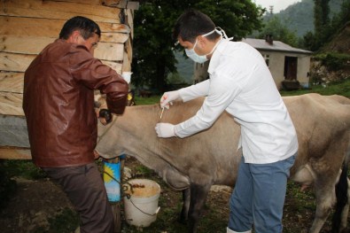Giresun'da Bir Kişiye Daha Şarbon Teşhisi Konuldu