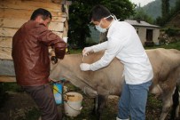 Giresun'da Bir Kişiye Daha Şarbon Teşhisi Konuldu
