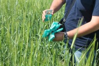 KOÇAŞ - Süne Mücadelesine Karşı Hububat Tarlalarına Parazitoit Salımı Yapıldı