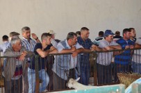 SAANEN - ÇOMÜ'de Keçi İhalesi Yapıldı