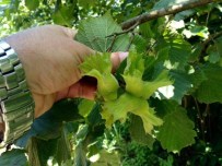 SANAYI VE TICARET ODASı - Düzce'de 2015 Yılı Tahmini Fındık Rekoltesi 72 Bin Ton