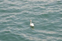 ÇEVIK BIR - Kanadı Kırık Kuğu, Deniz Polisini Peşinde Koşturdu