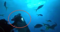 KÖPEKBALIĞI - Köpekbalığı 10 Bin Dolarlık Kamerayı Kaptı