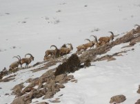 DEMİRKAZIK DAĞI - Niğde'de 12 Yaban Keçisi Av Turizmi İçin İhale Edildi
