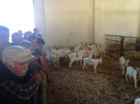 SAANEN - Üniversiteli Oğlaklar Kapış Kapış