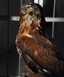 KAYABELEN - Yaralı Bulunan Akbaba Ve Şahin Tedavi Ediliyor