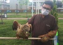 KÜÇÜKYALı - Yaralı Şahin, Özgürlüğe Kanat Çırptı