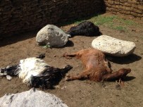 Ağrı'da Kurtlar Koyun Sürülerine Saldırdı