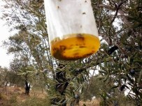 BAŞPıNAR - Aydın'da Zeytin Zararlılarıyla Mücadele Masaya Yatırıldı