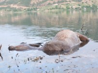 DOĞA FOTOĞRAFÇISI - Baraj, Yaban Hayatını Da Etkilemeye Başladı