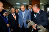 KANGAL KÖPEĞİ - Cumhurbaşkanı Erdoğan'a Yavru Kangal Köpeği Hediye Edildi