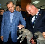KANGAL KÖPEĞİ - Erdoğan'a Sürpriz Hediye