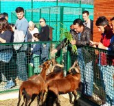 İGUANA - Giresun'da Hayvanat Bahçesi Yoğun İlgi Görüyor