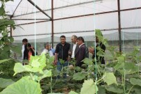 HAKAN BİLGİN - Gördes Kaymakamı Bilgin, Seraları Yerinde İnceledi