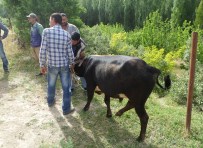TELSIM - Mardin'de Büyükbaş Hayvan Hırsızlığı
