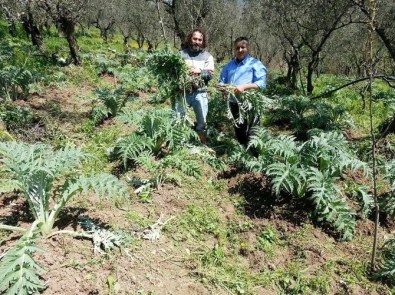 Mudanya Enginarı Sofraların Göz Bebeği