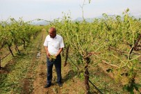 Sarıgöl Ziraat Odası Başkanı Ülgen Açıklaması